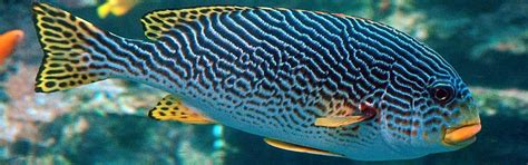 sweet lips fish|Grunts (Sweetlips) .